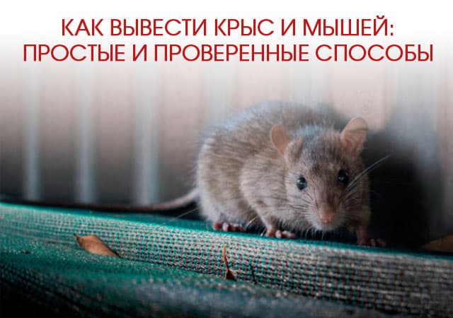 Как вывести крыс и мышей в Голицыно: простые и проверенные способы