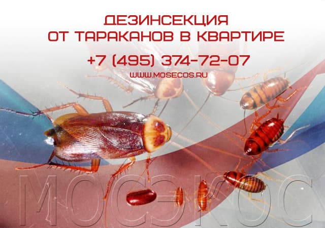 Дезинсекция от тараканов в квартире в Голицыно