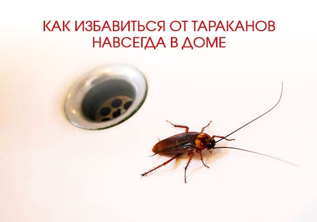 Как избавиться от тараканов в доме в Голицыно