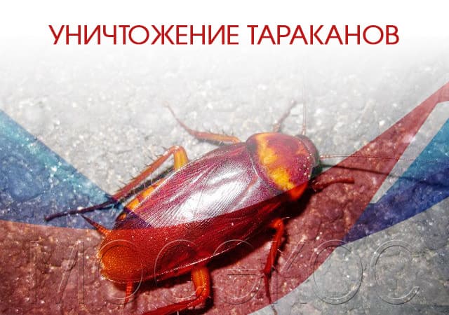 Уничтожение тараканов в Голицыно