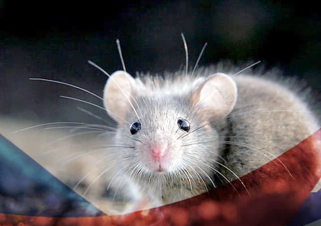 Уничтожение мышей в Голицыно